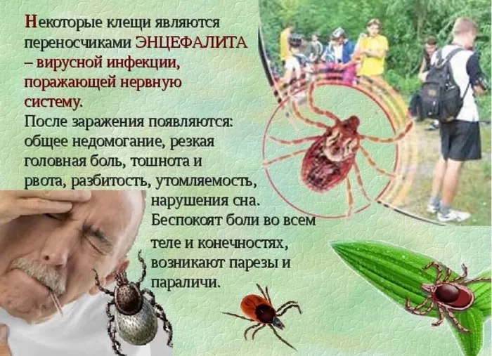 Симптомы после укуса клеща