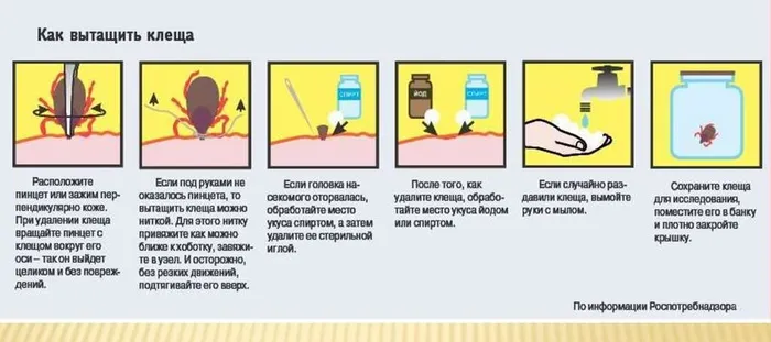 Как удалить клеща